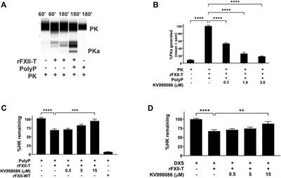 Oral FXIIa inhibitor KV998086 suppresses FXIIa and single chain FXII mediated kallikrein kinin system activation